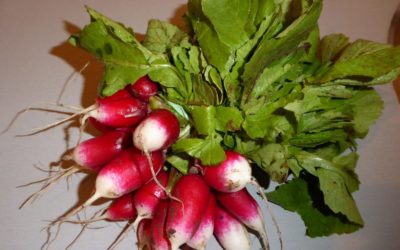 Comment utiliser  les fanes de radis en cuisine.