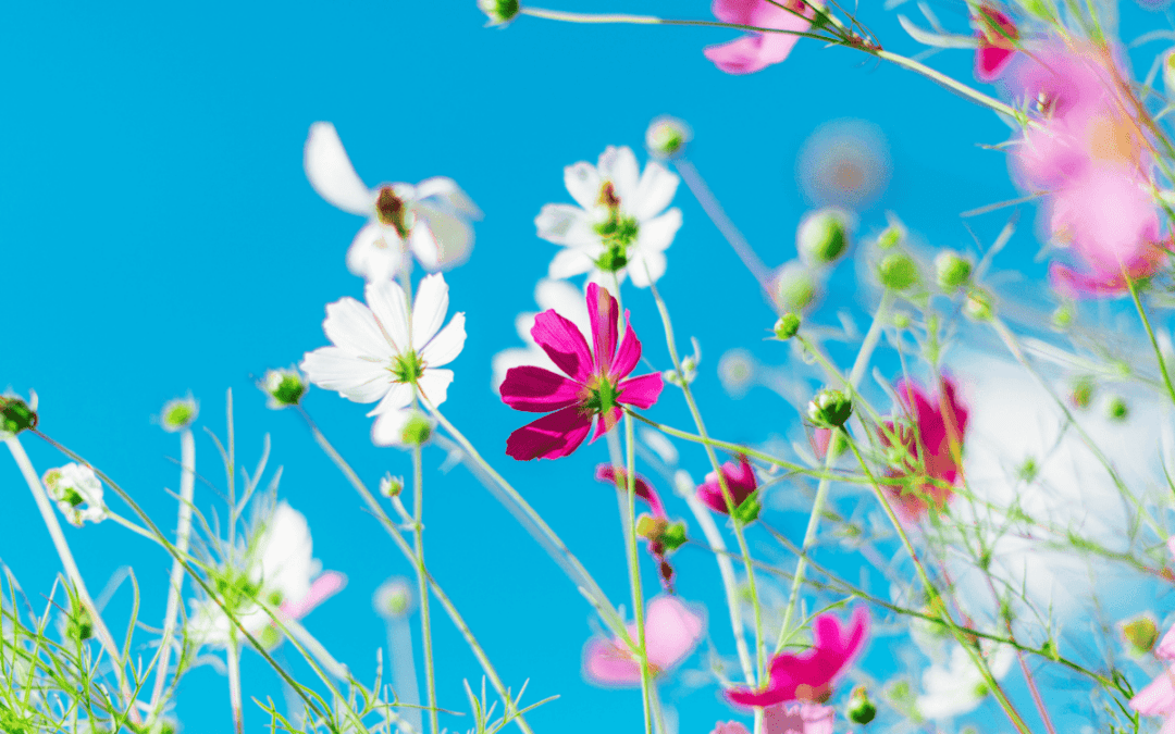 Des nouvelles de Terre Agir – été 2025